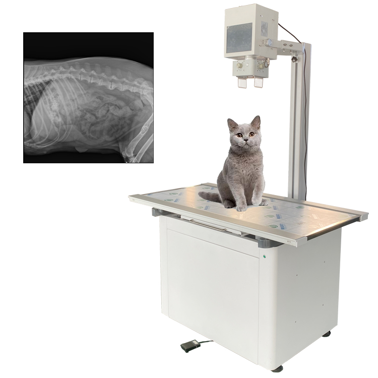 pet DR